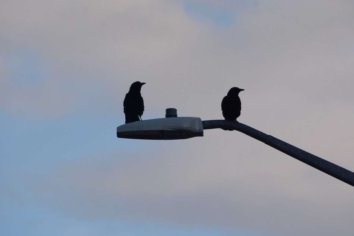 Amerika Kargası - ML652596183