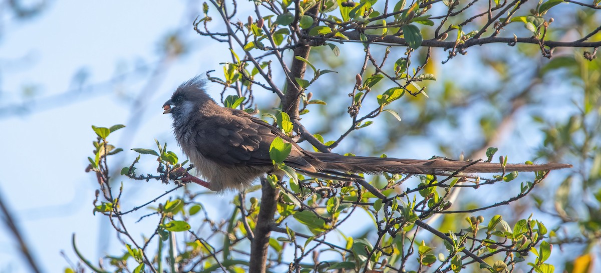 Чепіга бурокрила - ML652596340