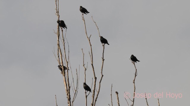 歐洲椋鳥 - ML652596417