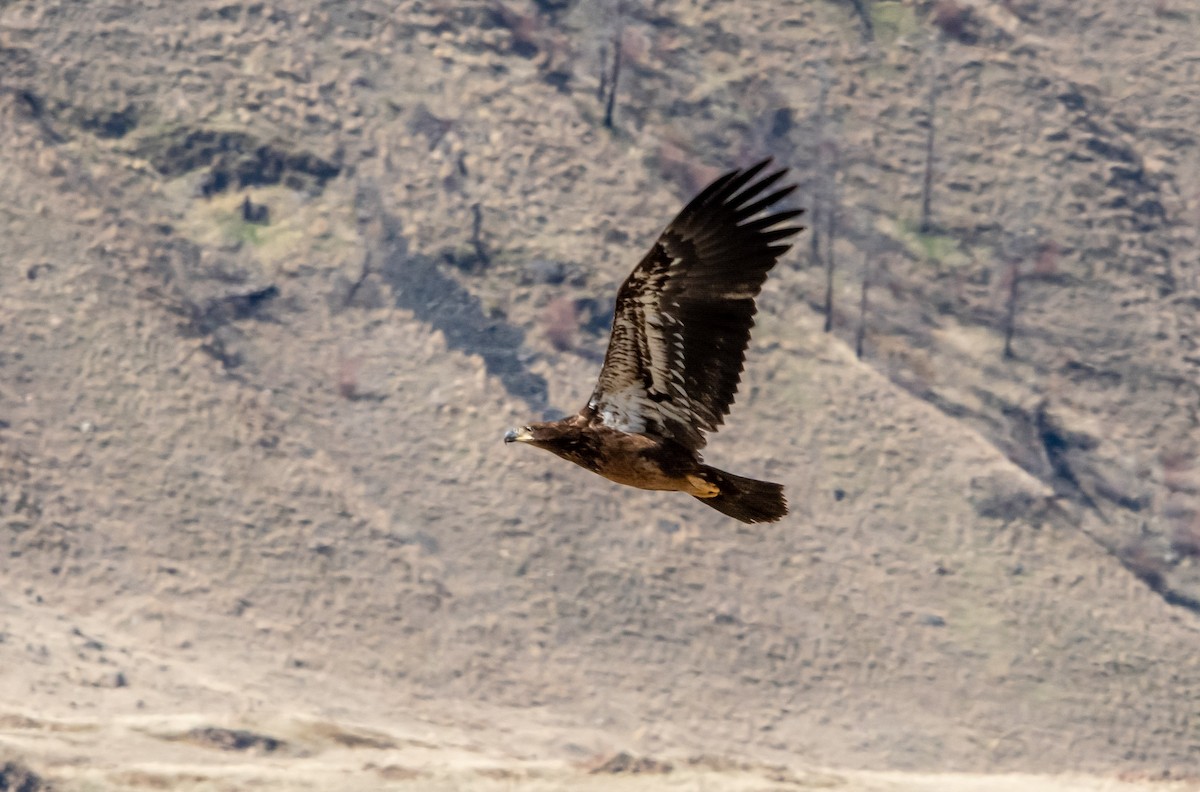 Bald Eagle - ML652596482