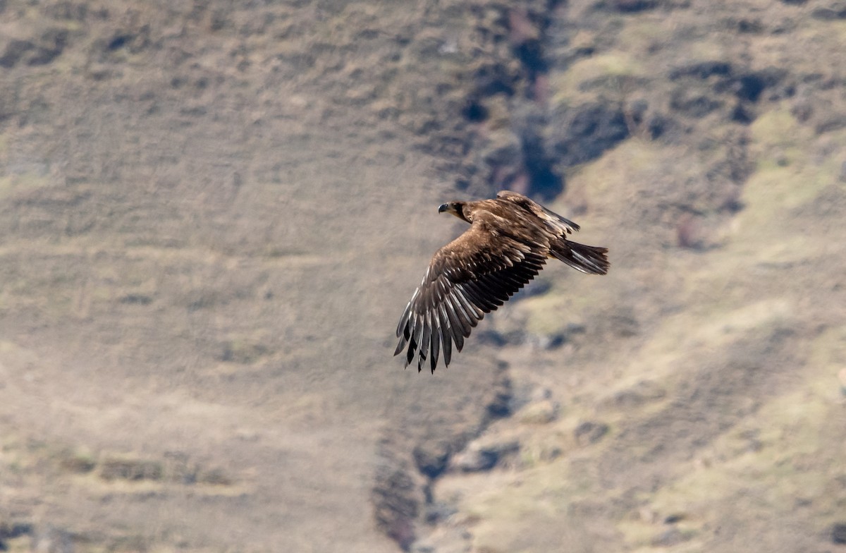 Bald Eagle - ML652596484