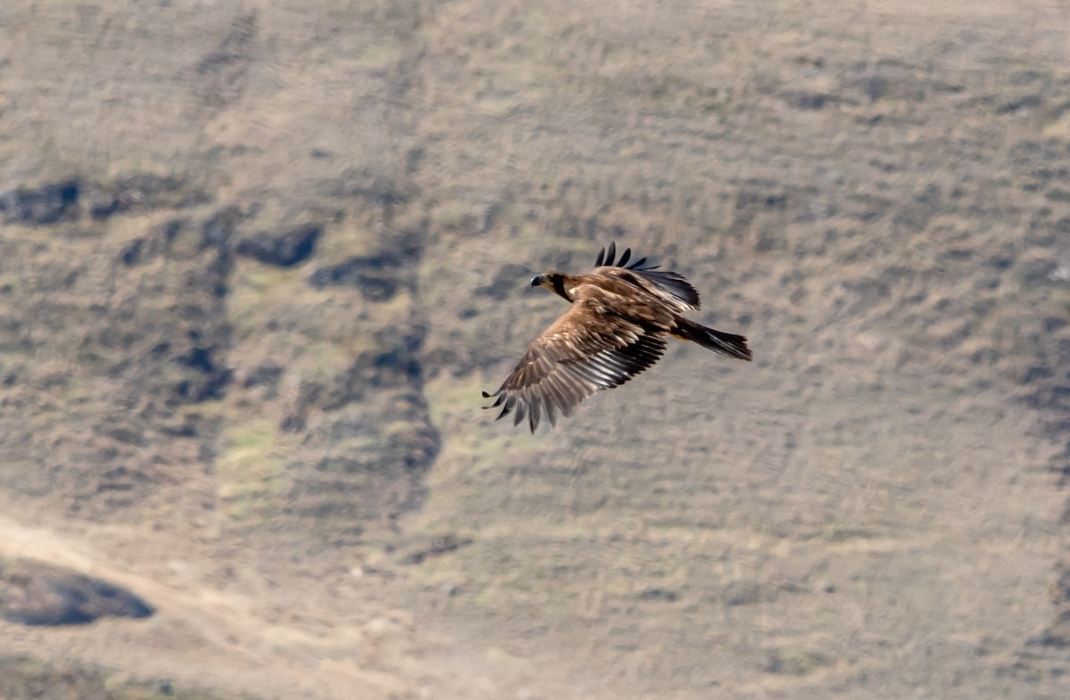 Bald Eagle - ML652596489