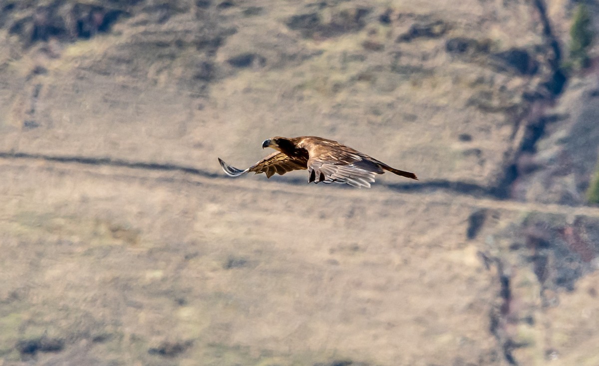 Bald Eagle - ML652596491