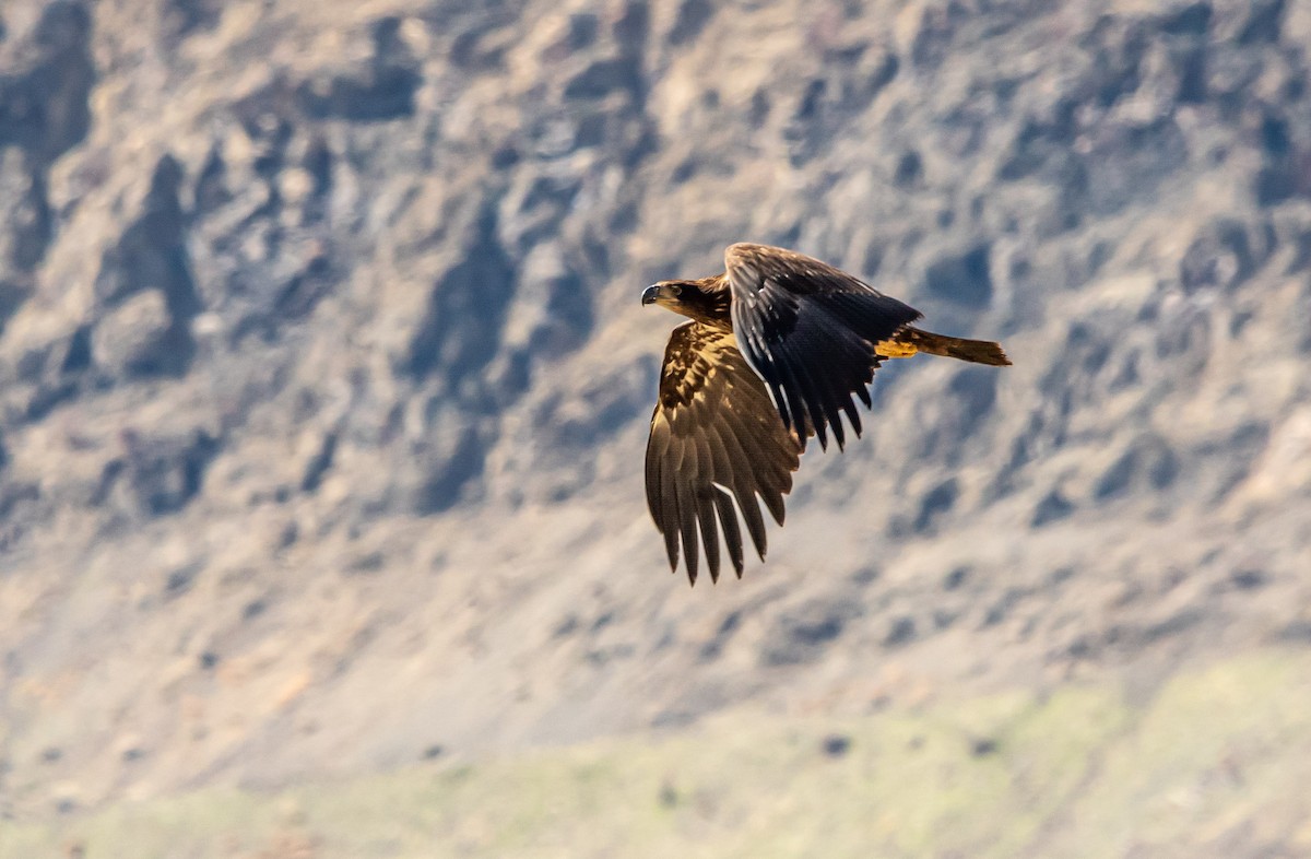 Bald Eagle - ML652596497