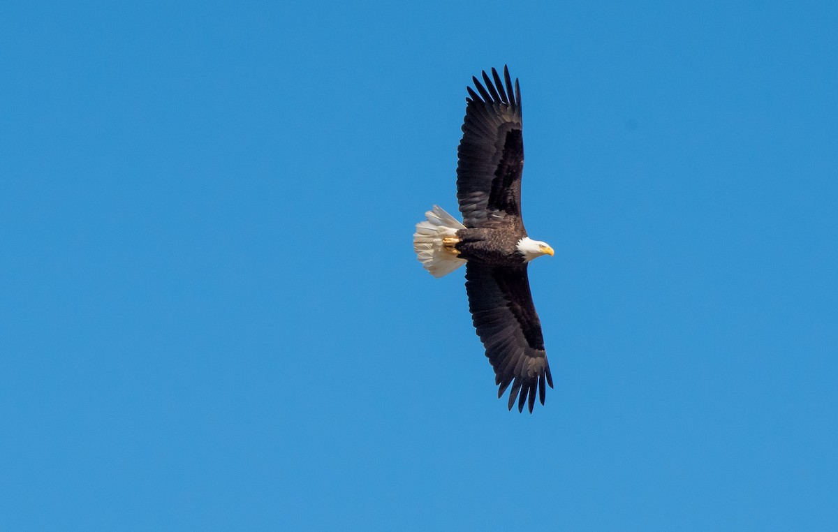 Bald Eagle - ML652596503