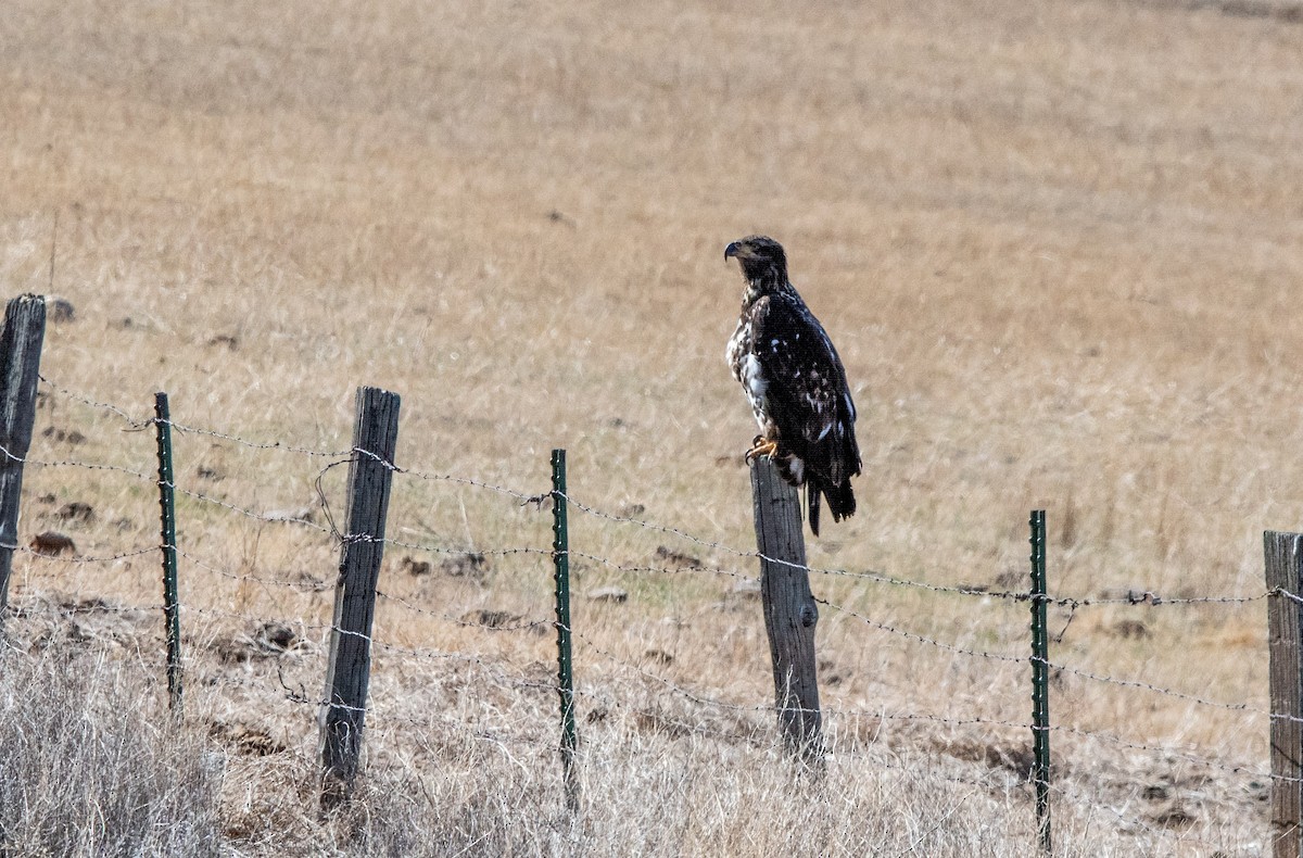Bald Eagle - ML652596505