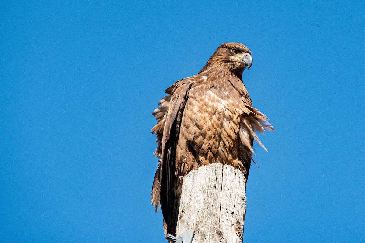 Bald Eagle - ML652596512