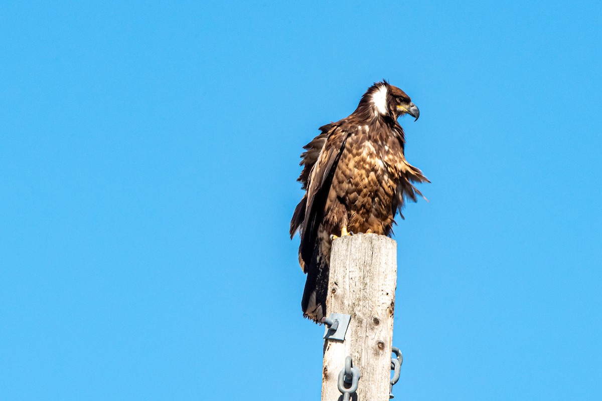 Bald Eagle - ML652596518