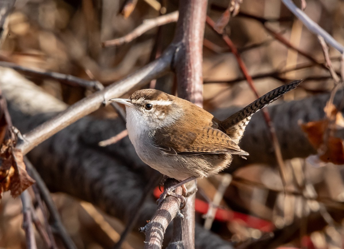 Bewick's Wren - ML652596735