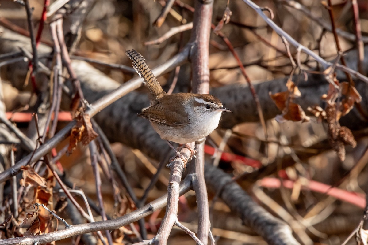 Bewick's Wren - ML652596736
