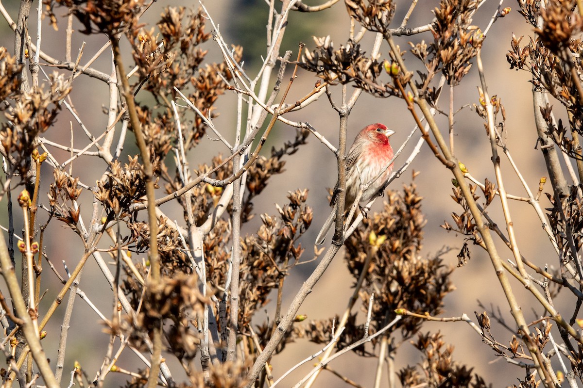 House Finch - ML652596978
