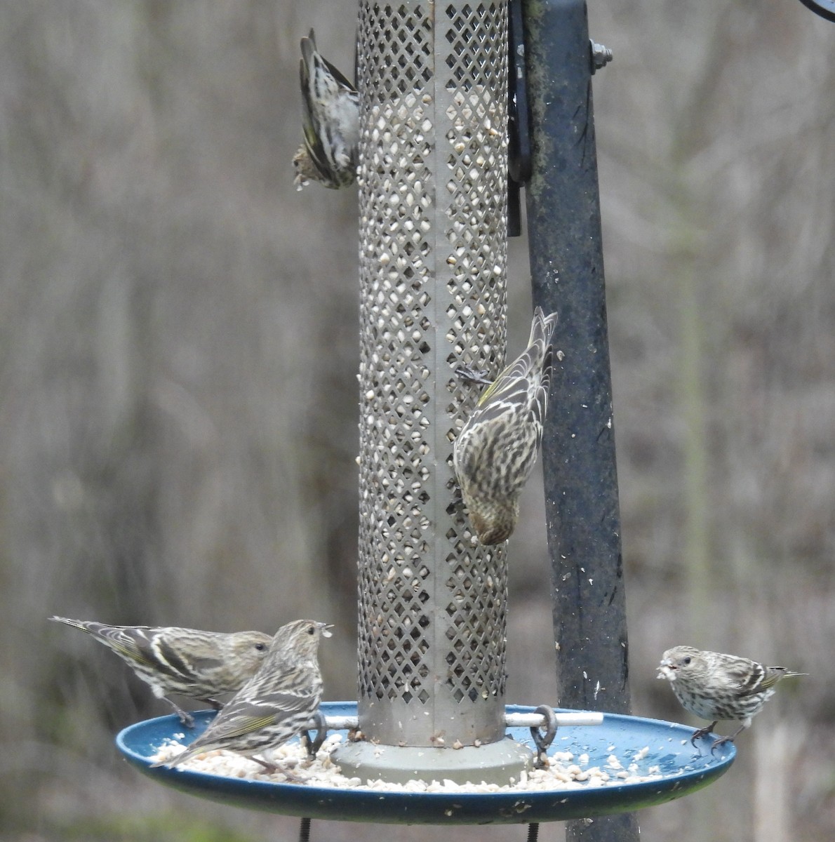 マツノキヒワ - ML652597074