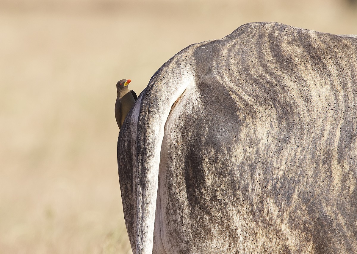 Yellow-billed Oxpecker - ML652597249