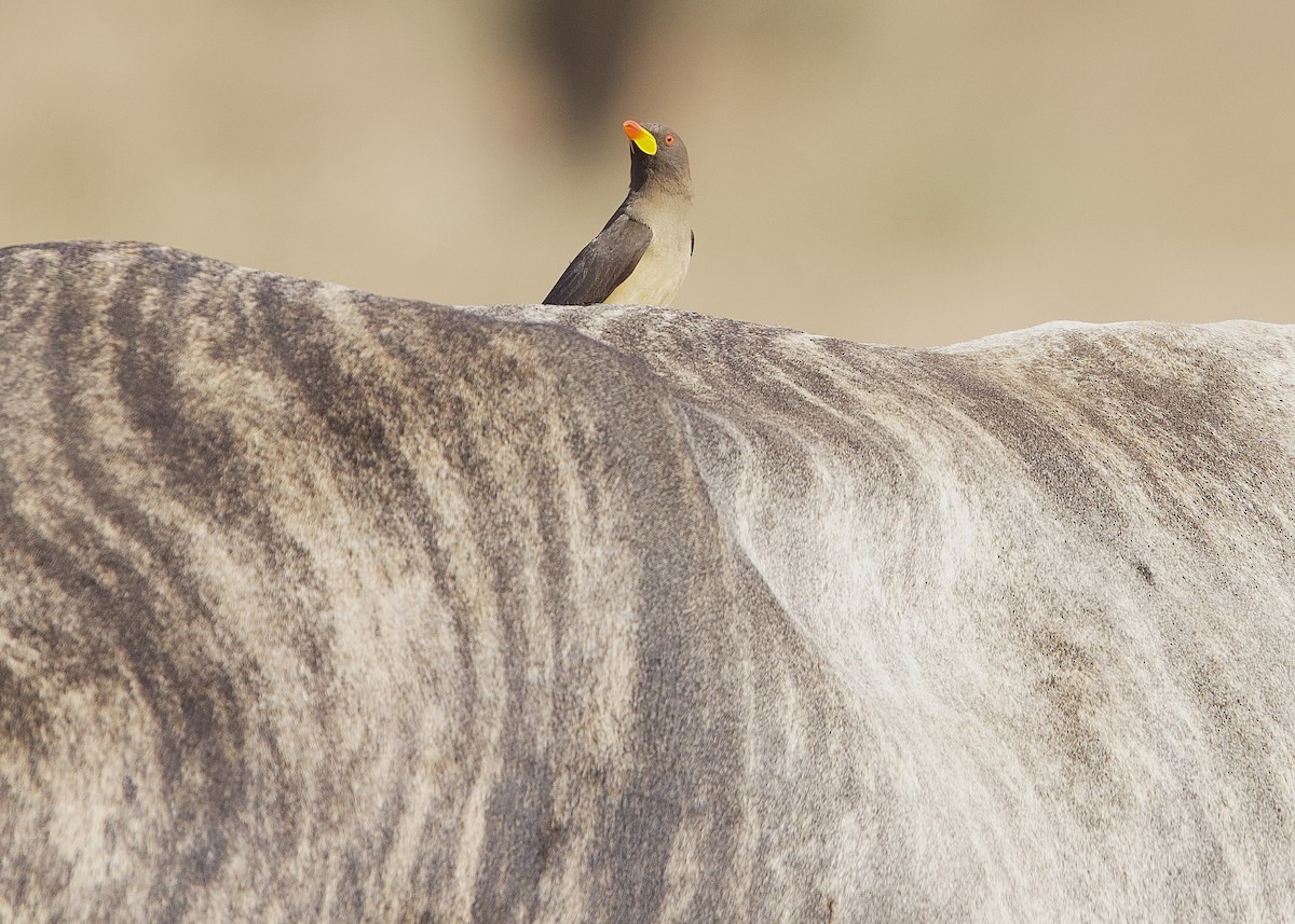 Yellow-billed Oxpecker - ML652597260