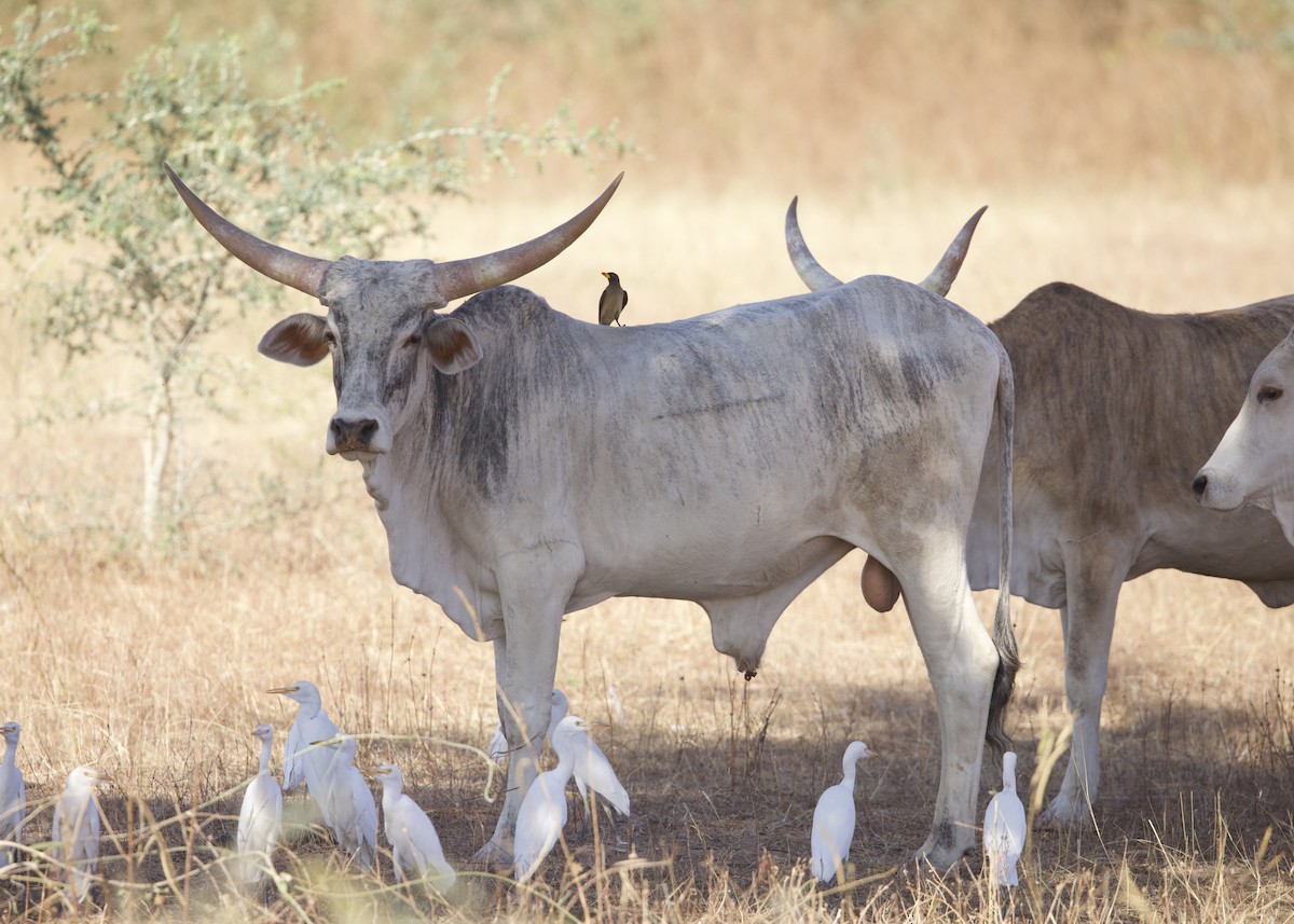 Yellow-billed Oxpecker - ML652597288