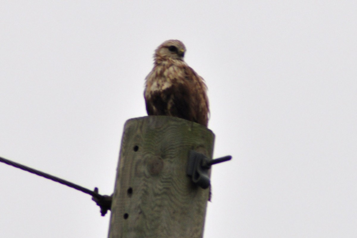 Rough-legged Hawk - ML65259731