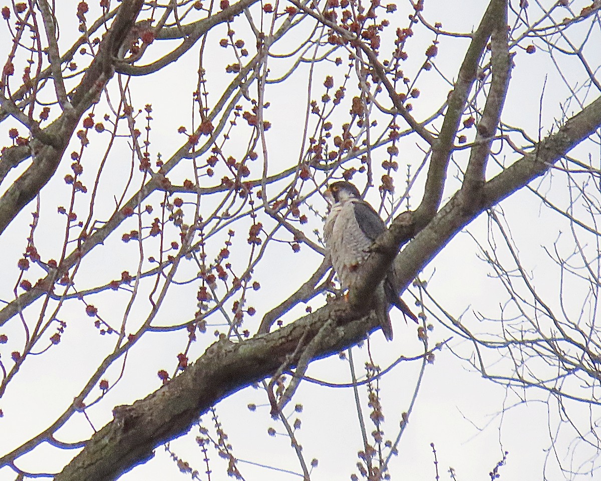 Peregrine Falcon - ML652597499