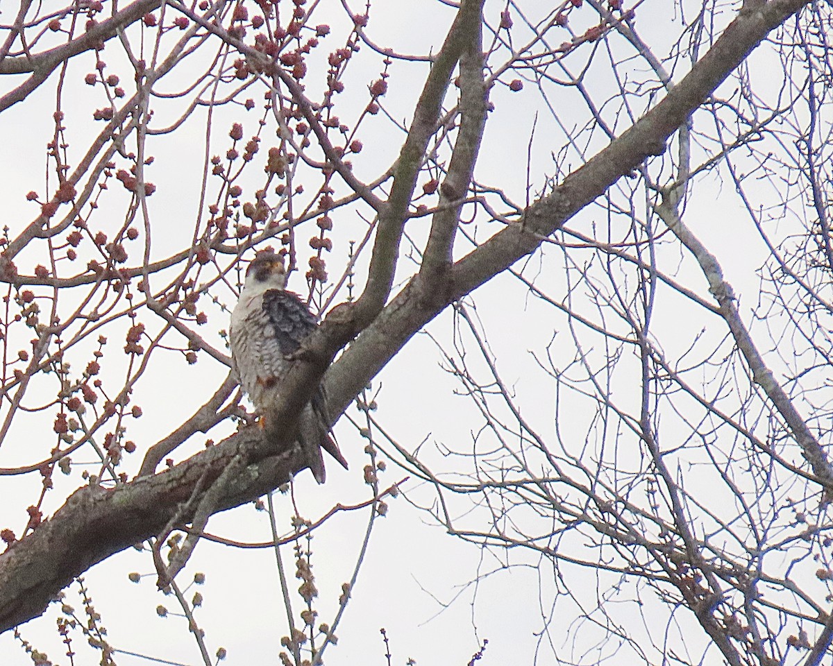 Peregrine Falcon - ML652597517