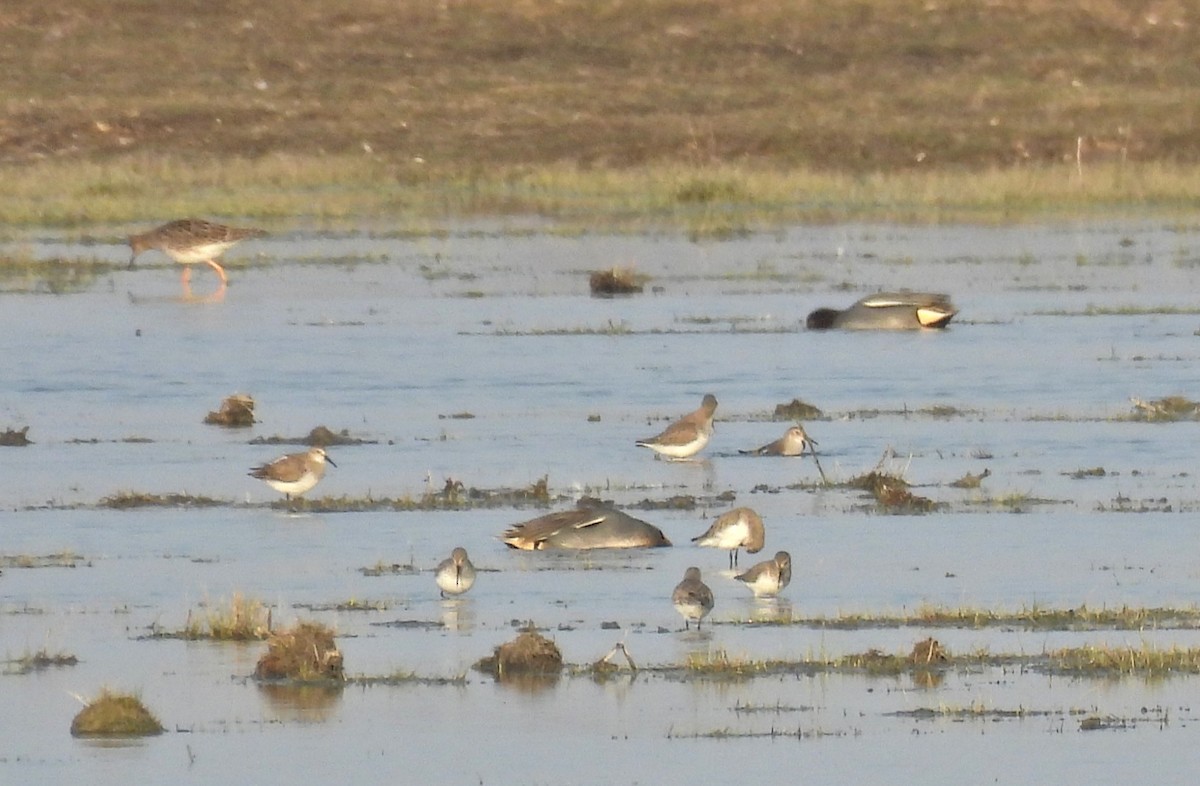 Kara Karınlı Kumkuşu - ML652597530