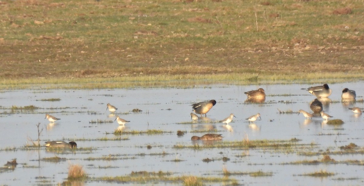 Kara Karınlı Kumkuşu - ML652597531