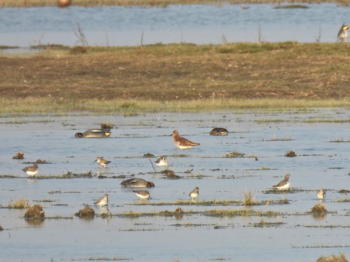 Kara Karınlı Kumkuşu - ML652597532