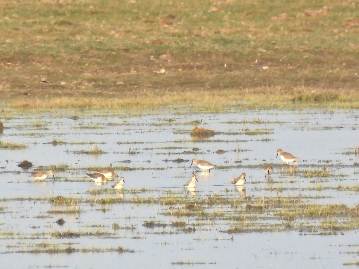 Kara Karınlı Kumkuşu - ML652597533