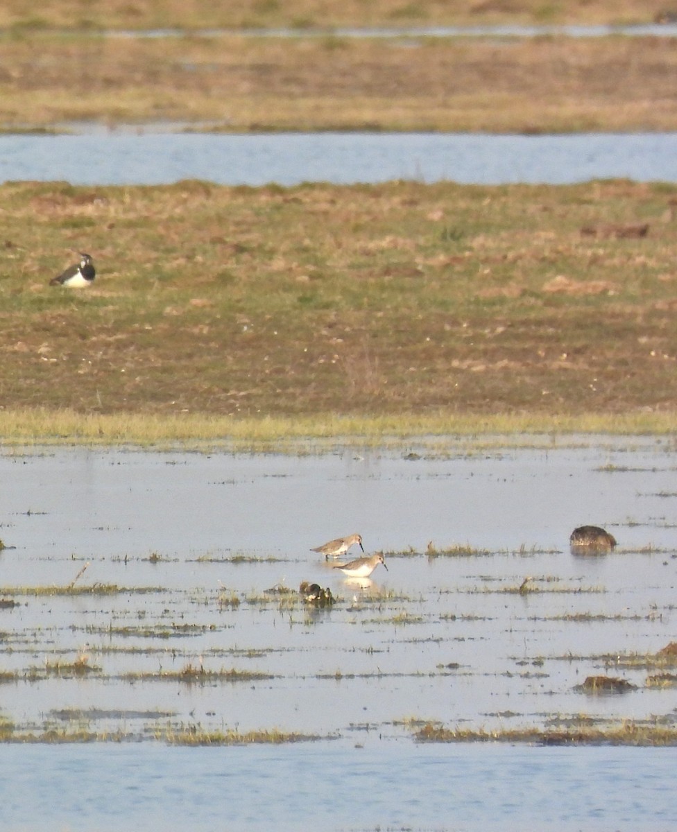 Kara Karınlı Kumkuşu - ML652597534