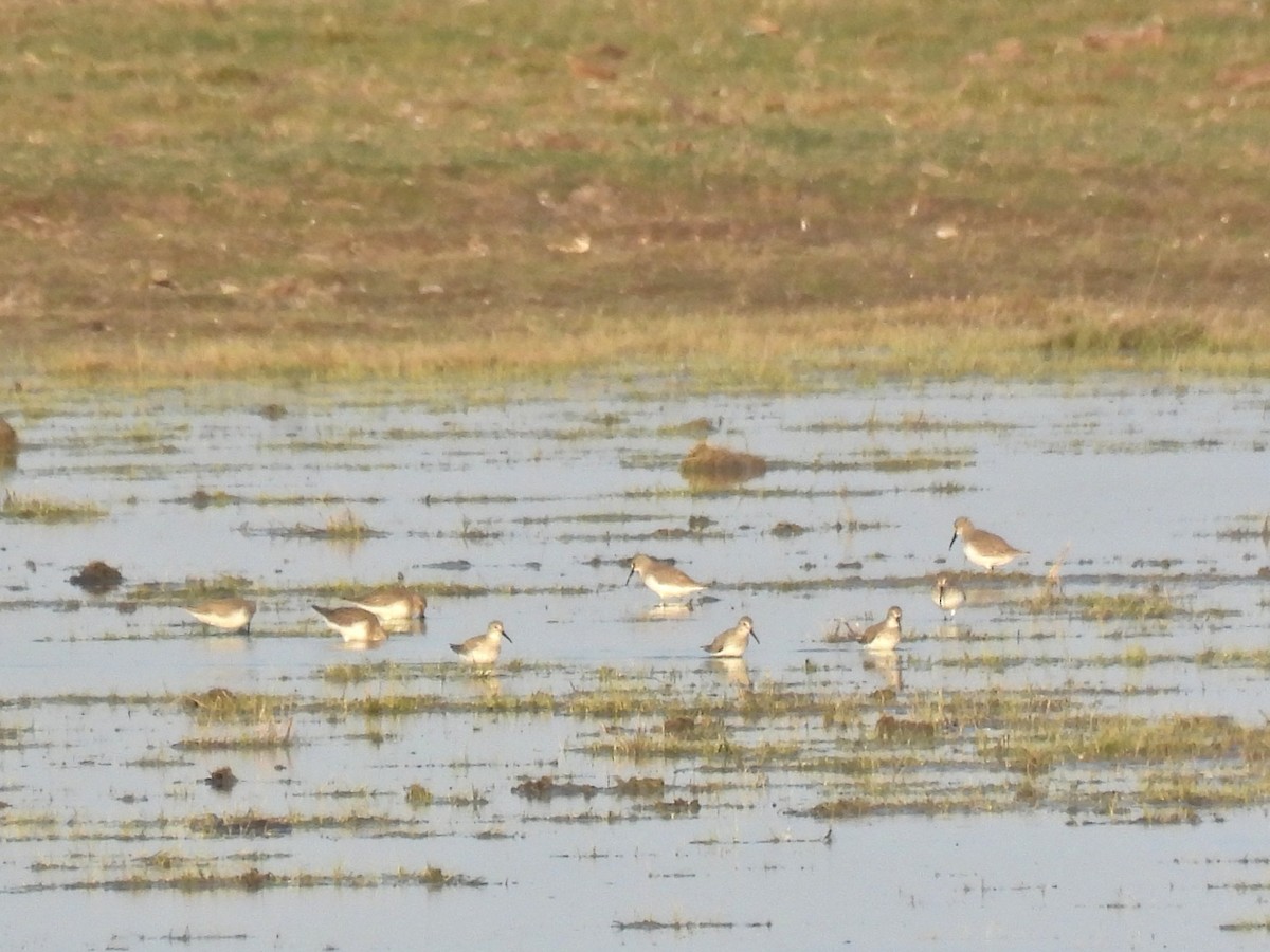 Kara Karınlı Kumkuşu - ML652597535