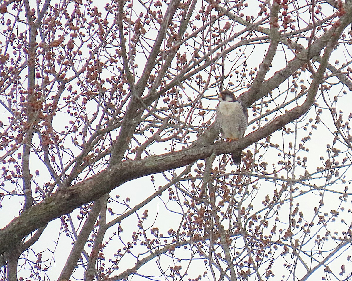 Peregrine Falcon - ML652597544
