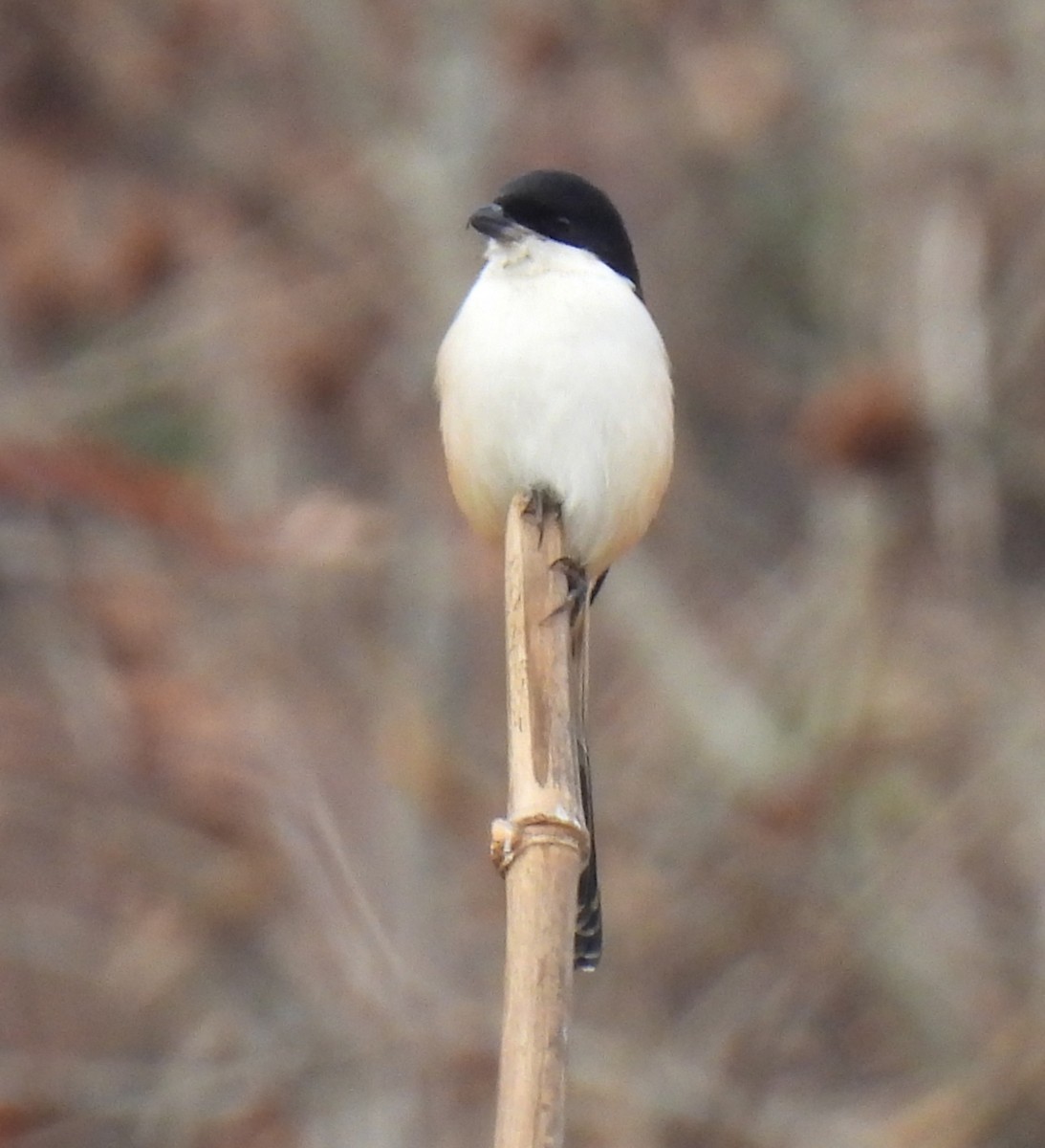 Uzun Kuyruklu Örümcekkuşu - ML652597678