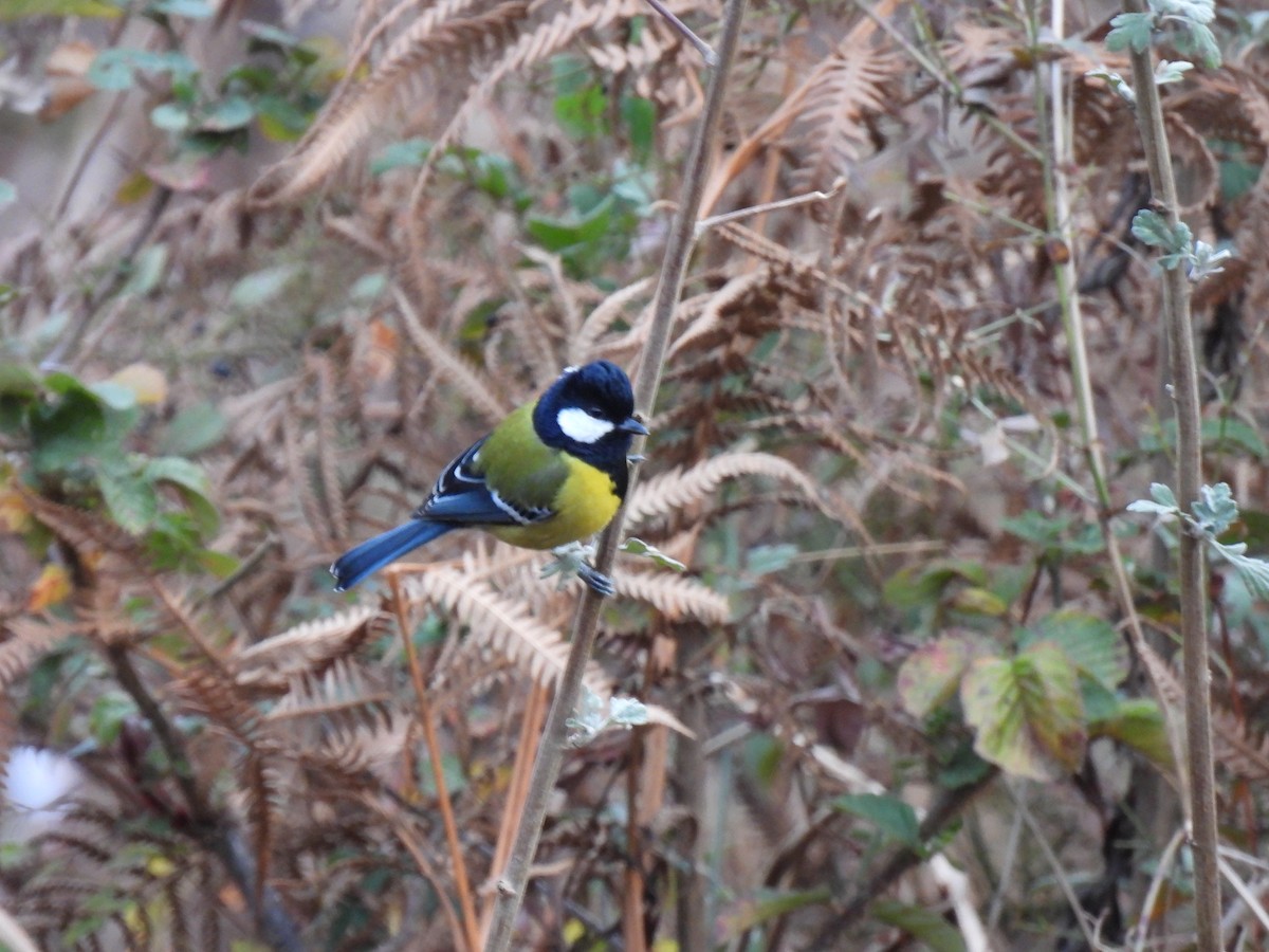 Yeşil Sırtlı Baştankara - ML652597715