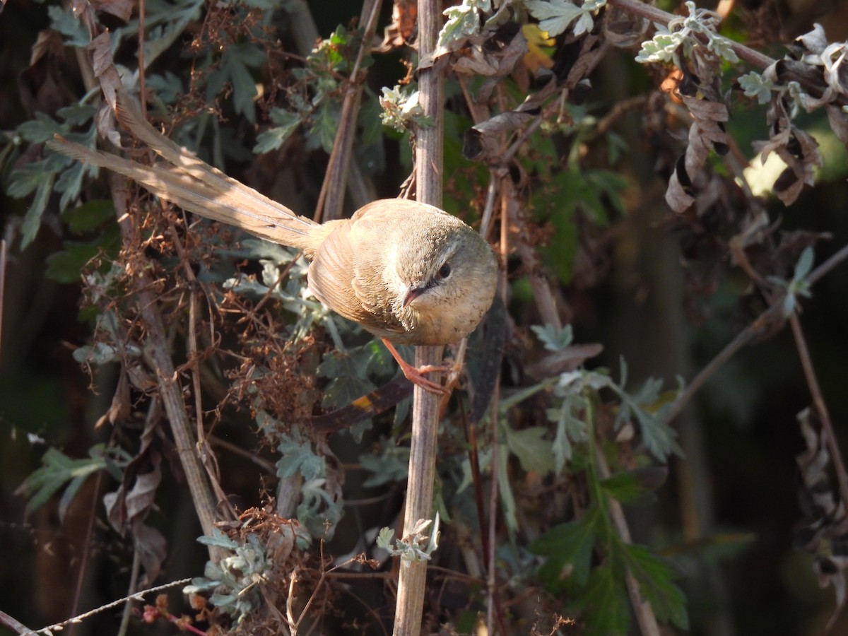 Kara Gerdanlı Prinya - ML652597764