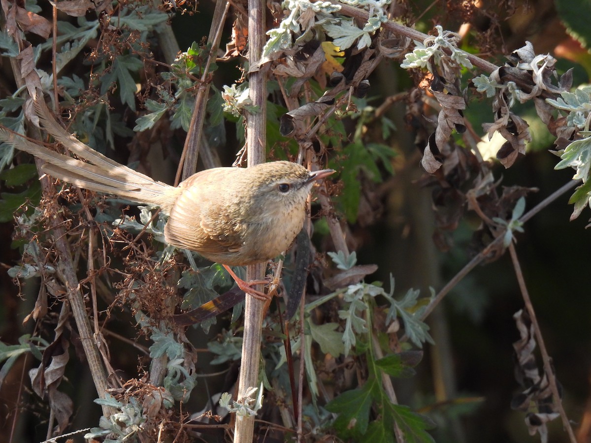 Kara Gerdanlı Prinya - ML652597772