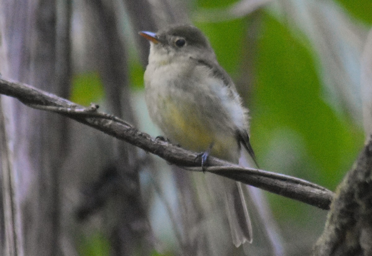 Yellow-bellied Flycatcher - ML652598054