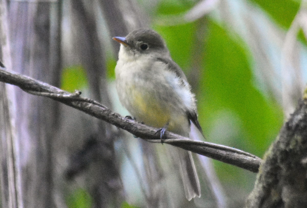 Yellow-bellied Flycatcher - ML652598055