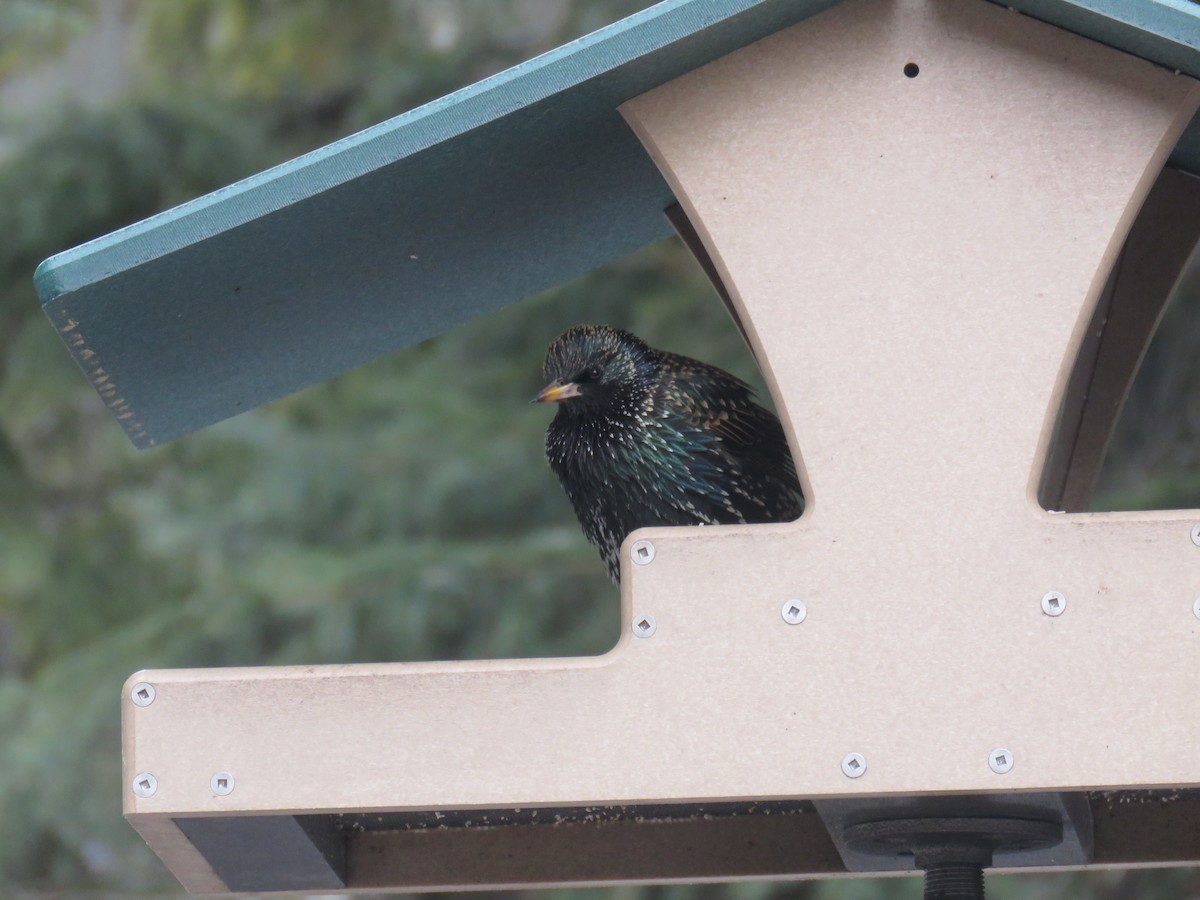 Sığırcık - ML652598079