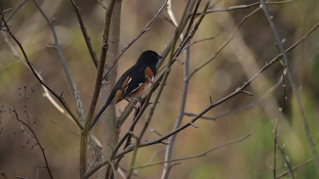 Eastern Towhee - ML652598089