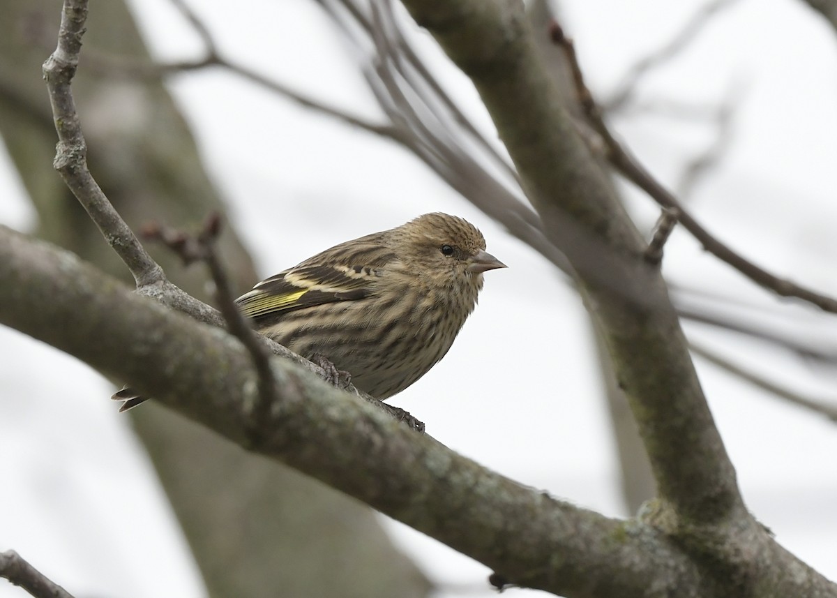 マツノキヒワ - ML652598239