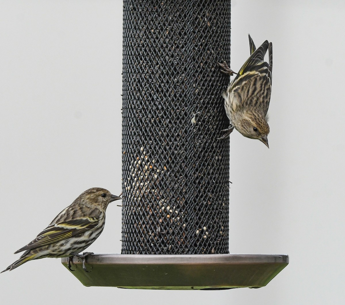 マツノキヒワ - ML652598240