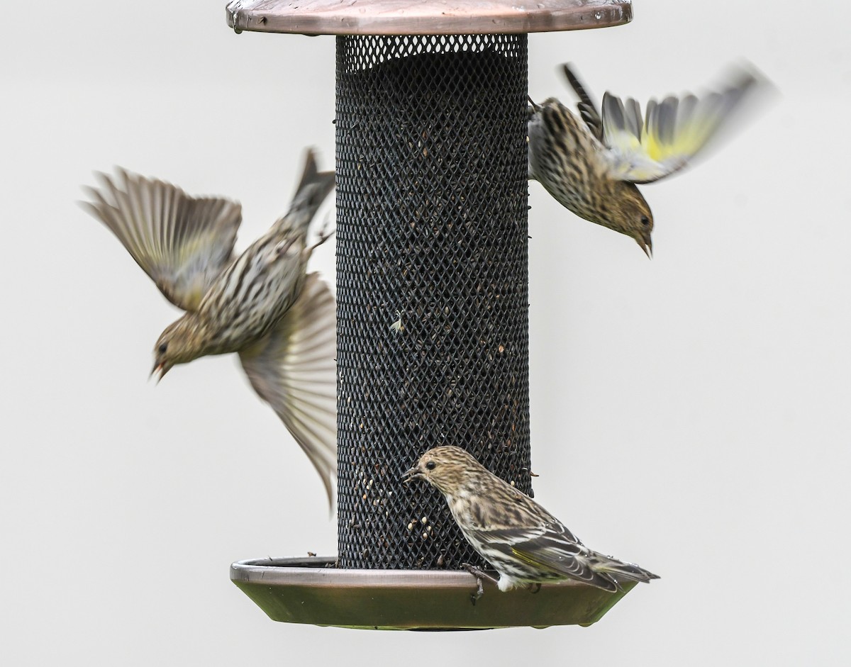 マツノキヒワ - ML652598294