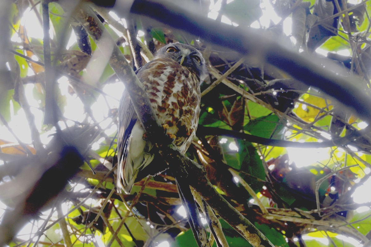 チャイロアオバズク - ML652598556