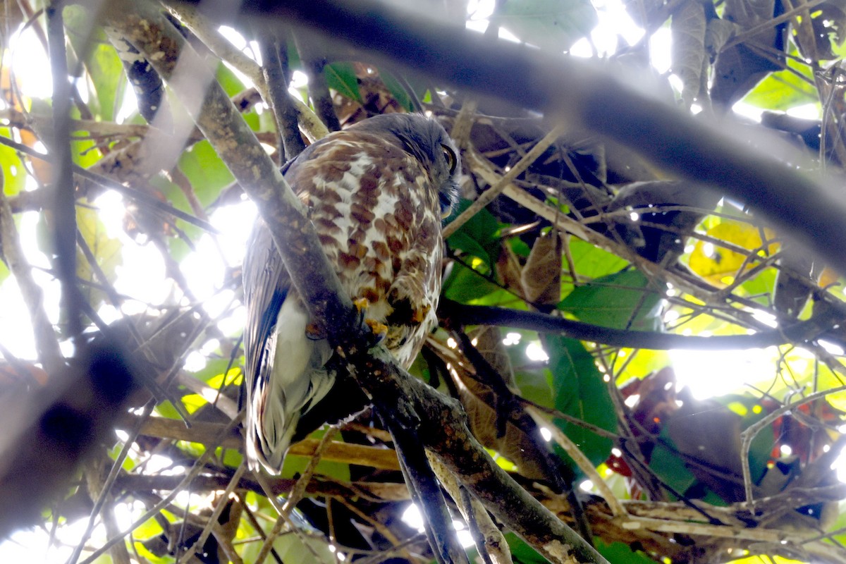 チャイロアオバズク - ML652598557