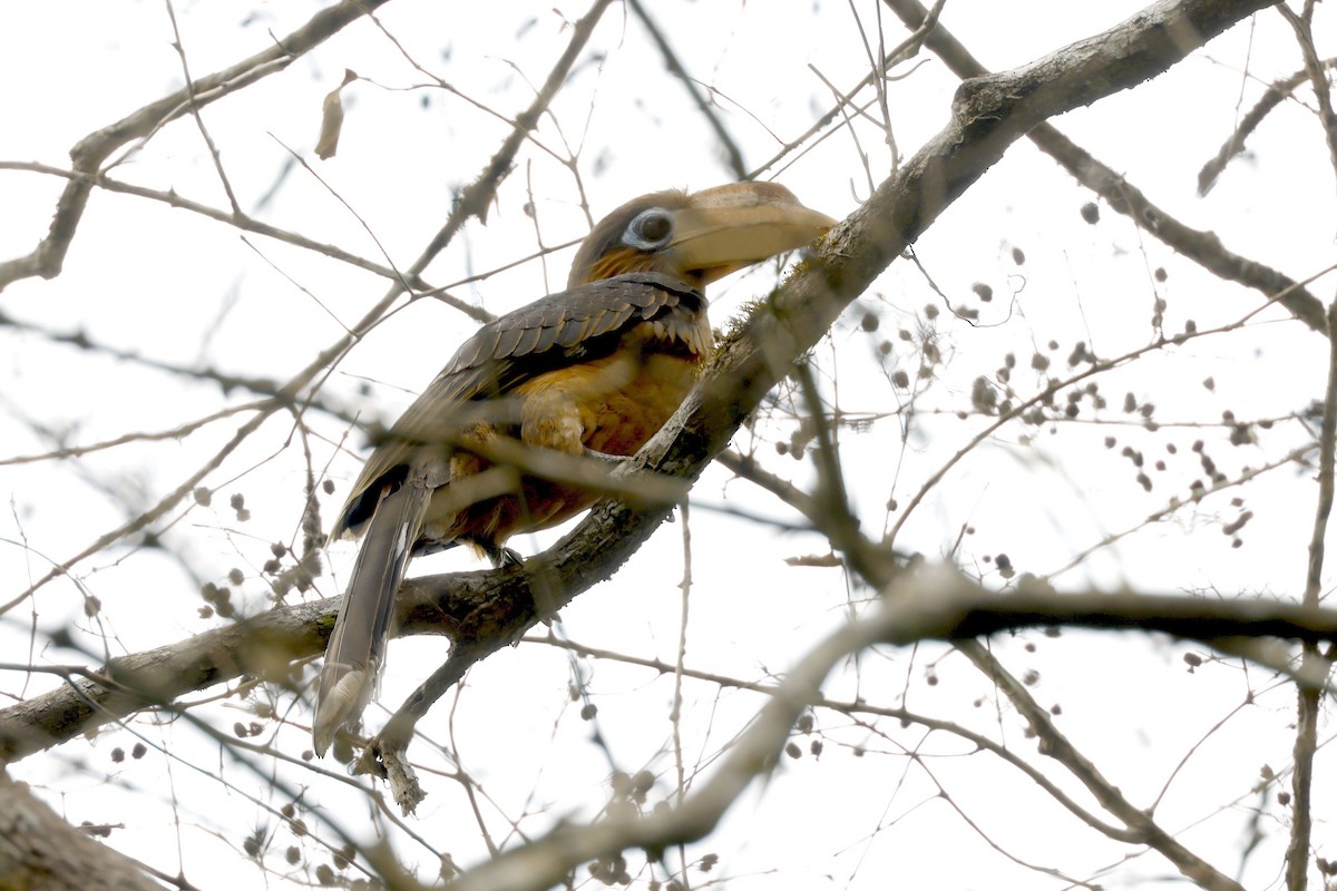 ビルマサイチョウ - ML652598607