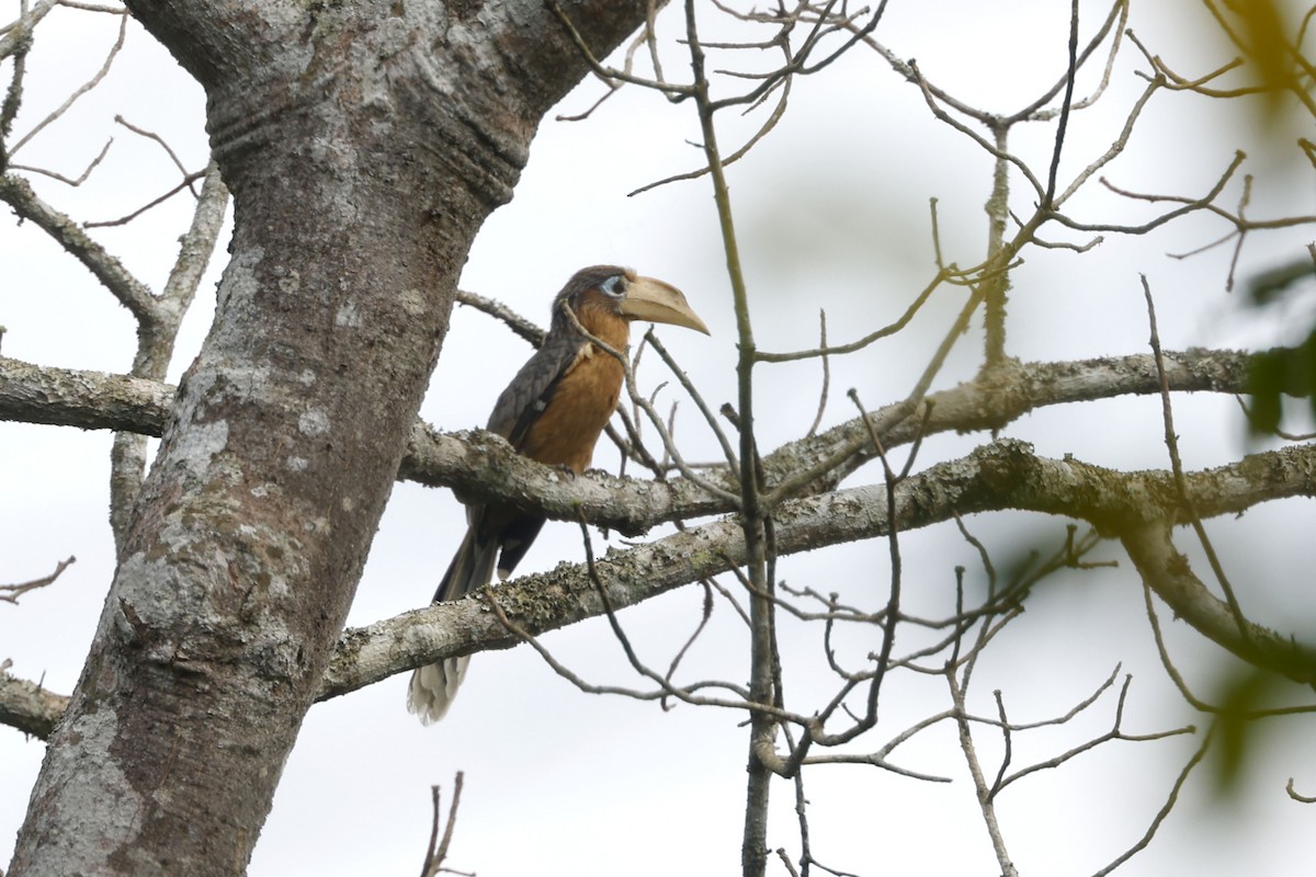 ビルマサイチョウ - ML652598608