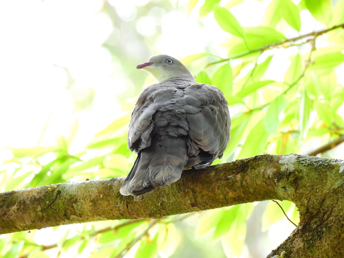 ヤマミカドバト - ML652598772