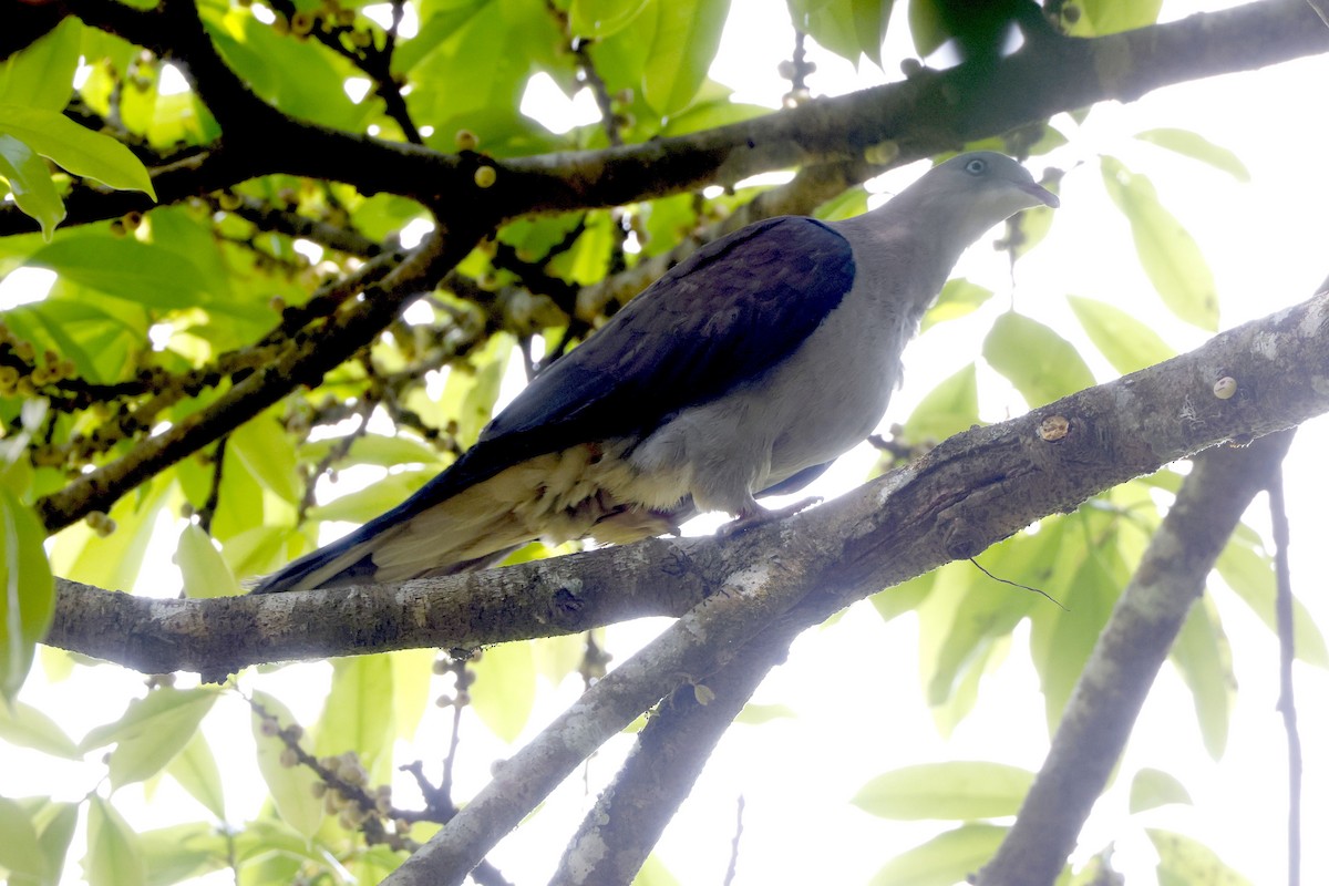 ヤマミカドバト - ML652598774