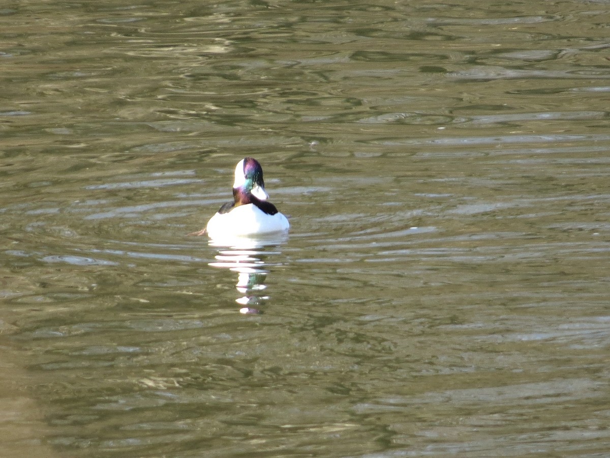 Bufflehead - ML652598810