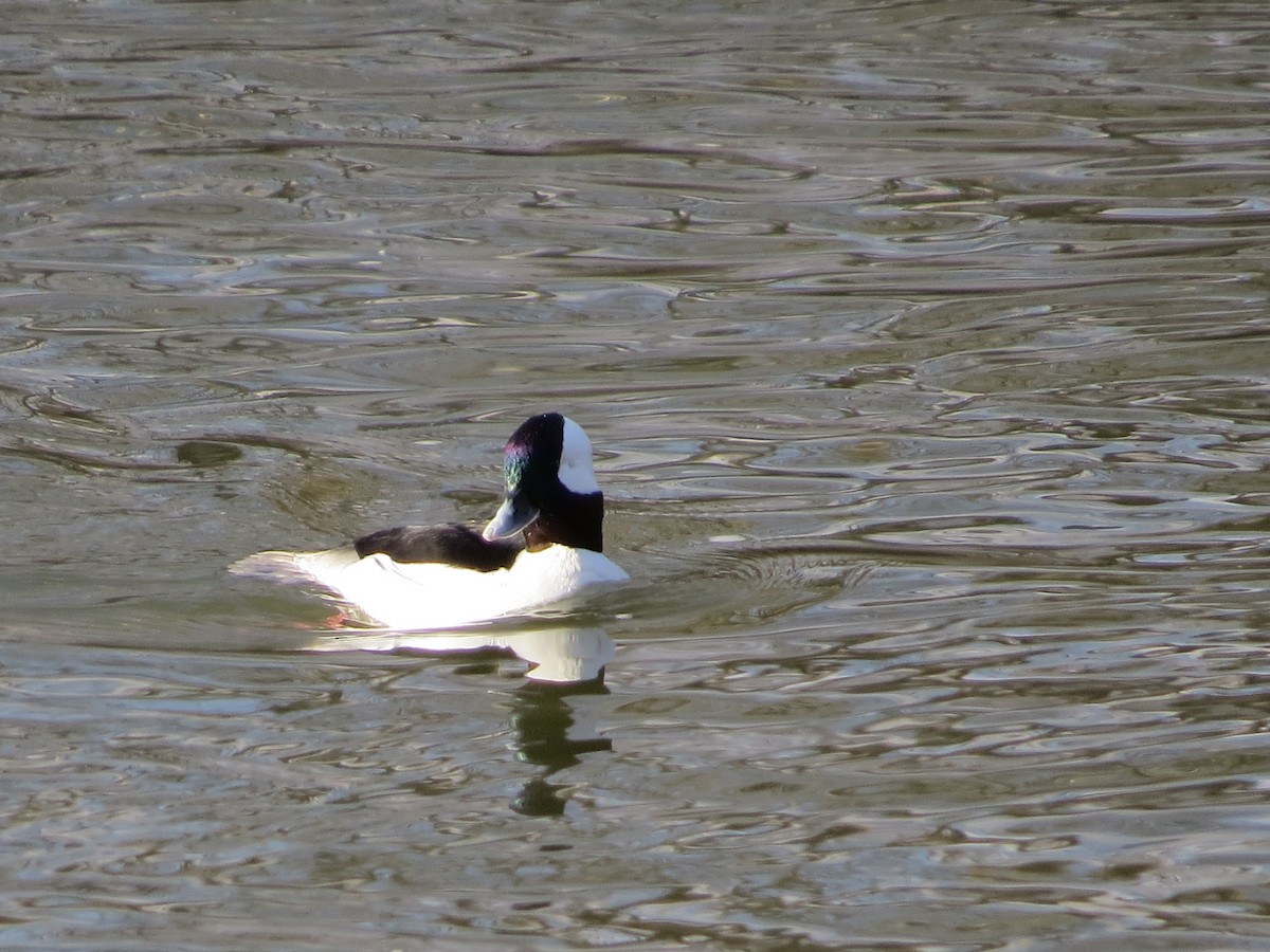 Bufflehead - ML652598811