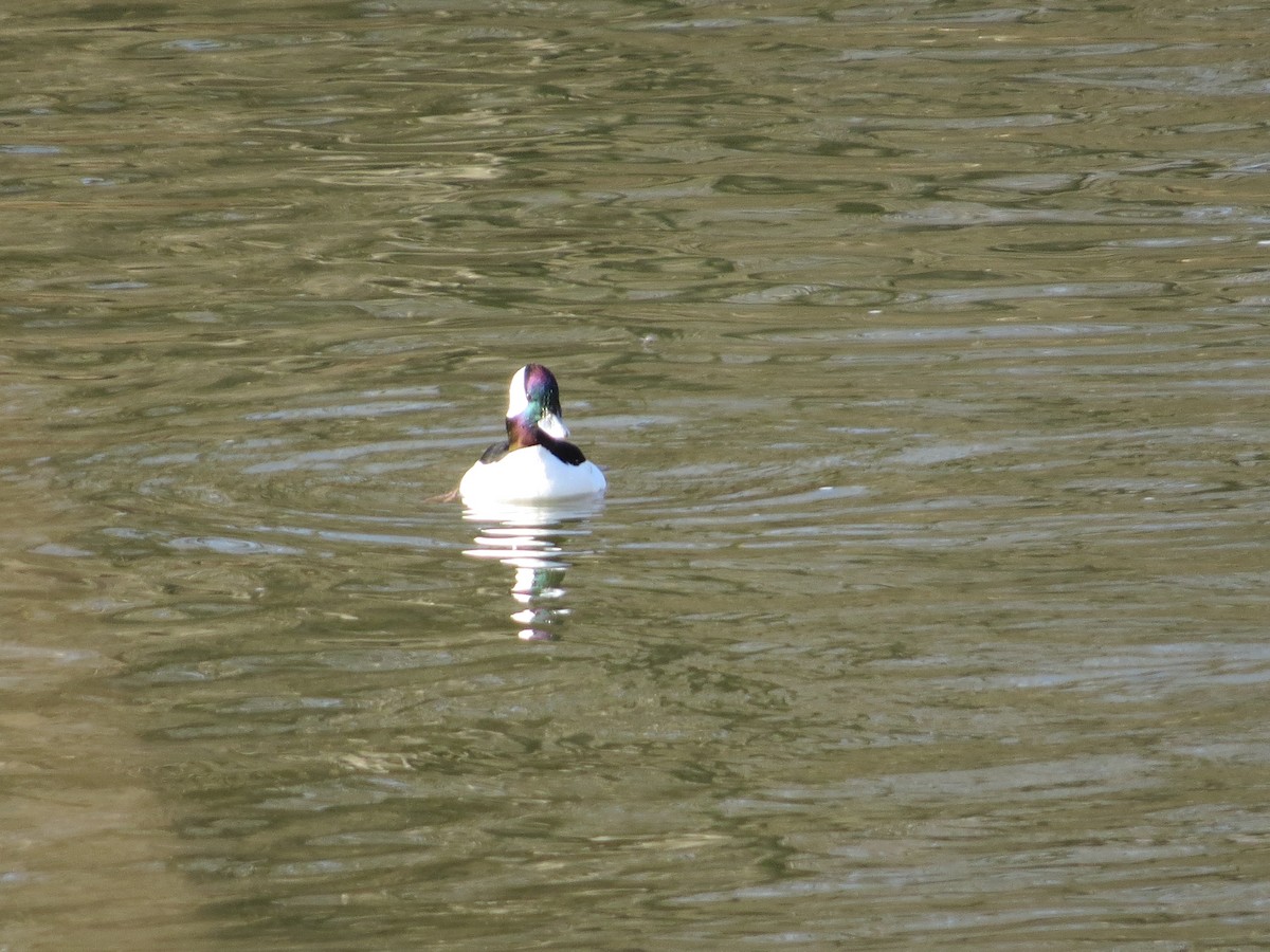 Bufflehead - ML652598812