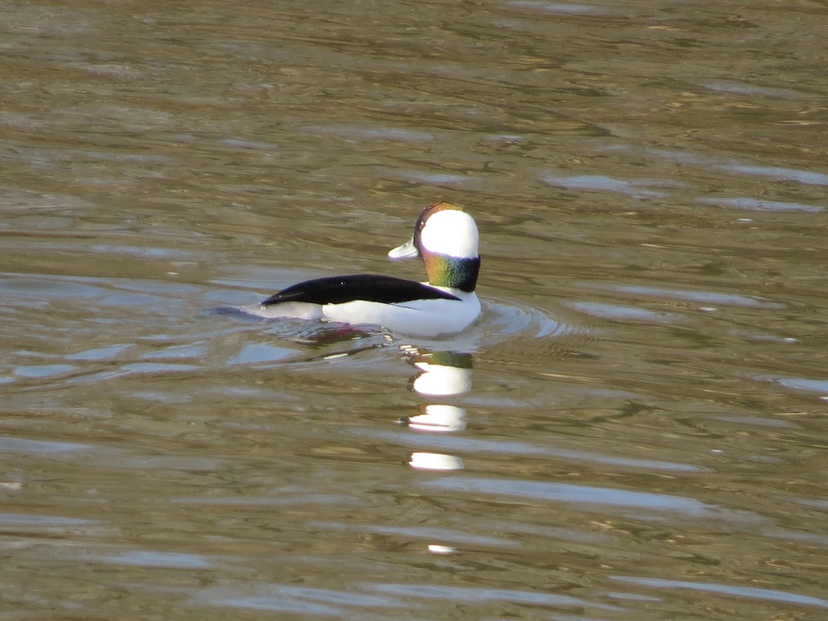 Bufflehead - ML652598813